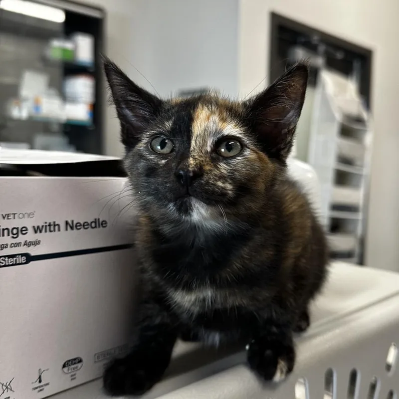 A baby small-sized female Tortoiseshell Domestic Short Hair cat named Cleocatra for adoption in Hinsdale, IL
