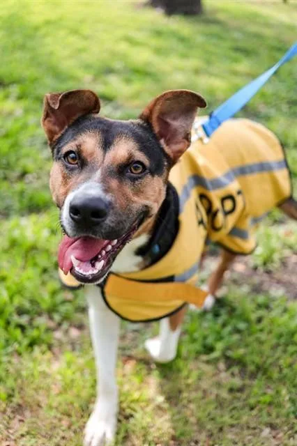 A young large-sized female Mixed Breed dog named Lily for adoption in Dallas, TX