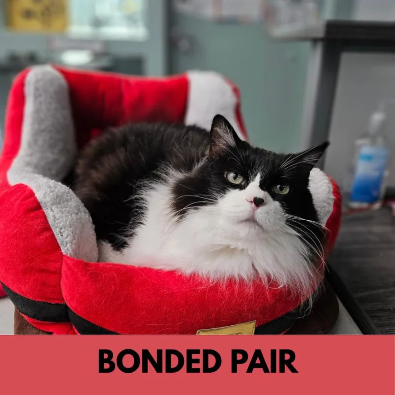 A senior extra large-sized female Domestic Short Hair cat named Betty Boop for adoption in Lakewood, CO