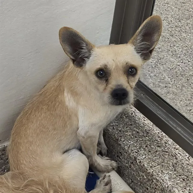 A young small-sized male Chihuahua dog named Julian for adoption in Tucson, AZ