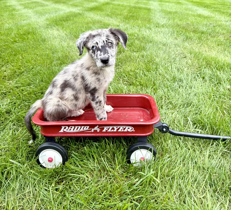 Starburst thumbnail 2