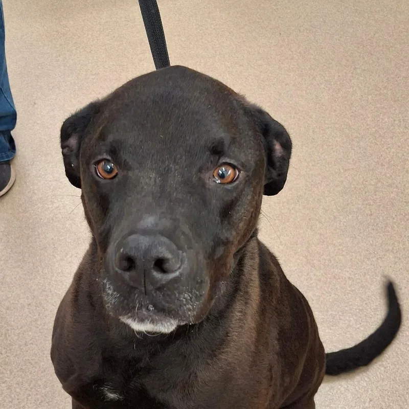 An adult large-sized male Black Black Labrador Retriever dog named Chevy for adoption in Zanesville, OH