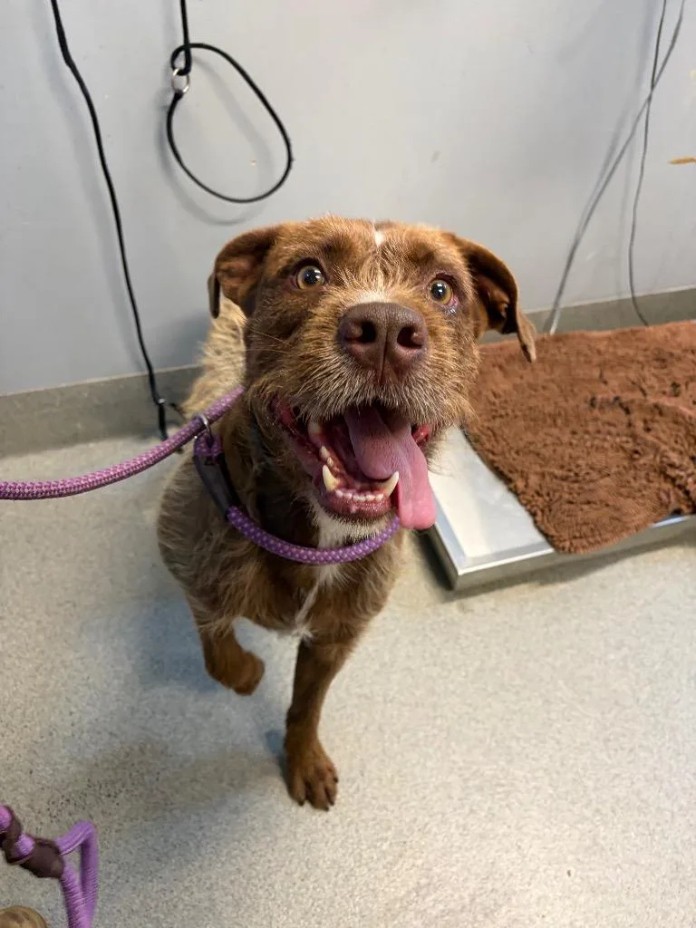 An adult medium-sized male Pit Bull Terrier dog named Tucker for adoption in Bloomington, IN