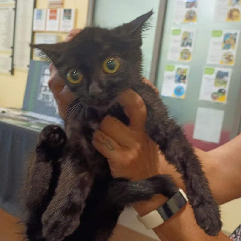 A baby small-sized male Black Domestic Short Hair cat named Colorado for adoption in Lynchburg, VA