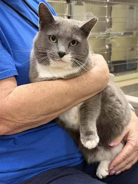 A young large-sized female Domestic Short Hair cat named Muffin for adoption in Fort Myers, FL