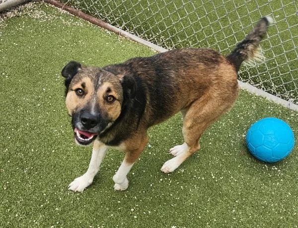 An adult large-sized male Mixed Breed dog named Zayda for adoption in Austin, TX