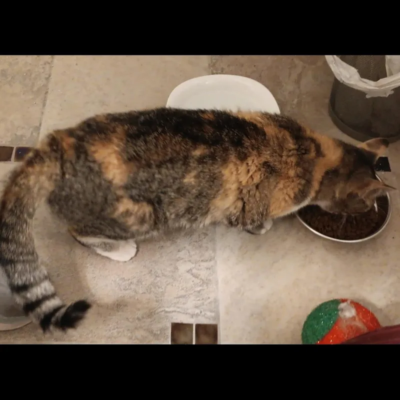 An adult medium-sized female Tortoiseshell cat named Pearl for adoption in Albuquerque, NM