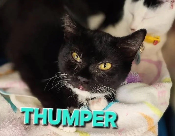 A young medium-sized female Domestic Short Hair cat named Thumper for adoption in Rome, GA