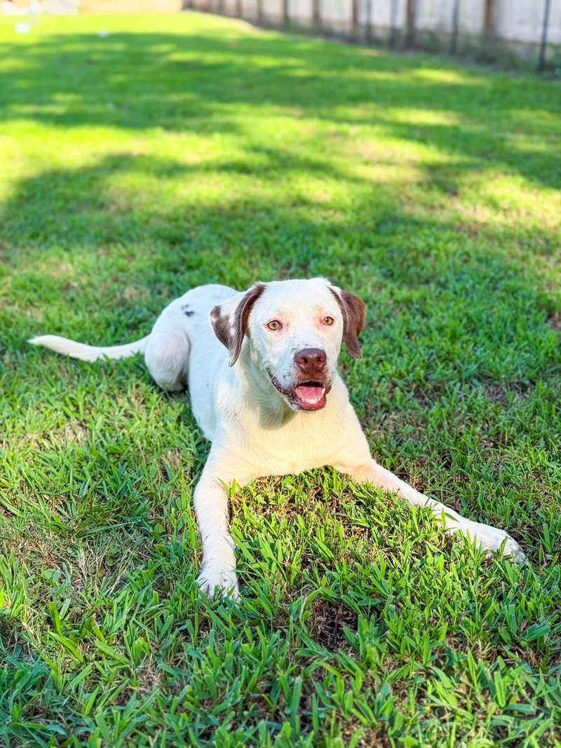 A young medium-sized female White / Cream Hound dog named Patsy Cline for adoption in Charleston, SC