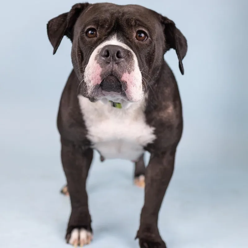 An adult medium-sized female Black Mixed Breed dog named Payton for adoption in Portland, OR