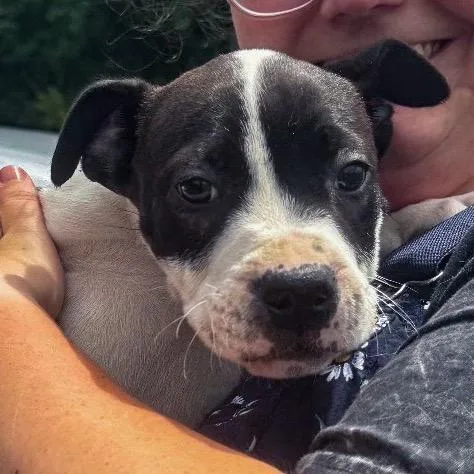 A baby small-sized male Black Mixed Breed dog named Jinx for adoption in Springboro, OH