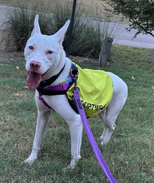 A young large-sized male Mixed Breed dog named Snow for adoption in Dallas, TX
