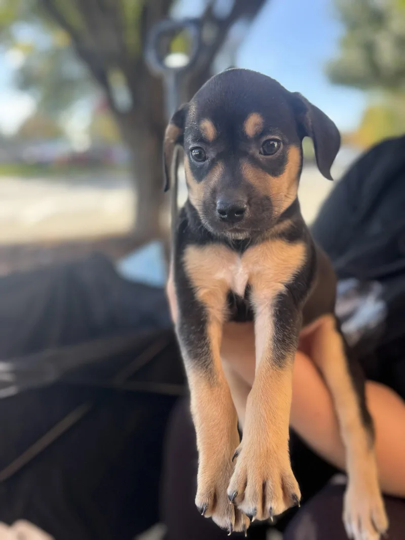 A baby medium-sized female Hound dog named Winnie for adoption in Holly Springs, NC