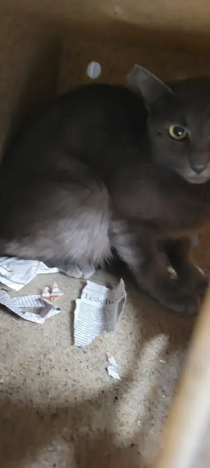 A young medium-sized female Domestic Short Hair cat named Nancy for adoption in Chatsworth, CA