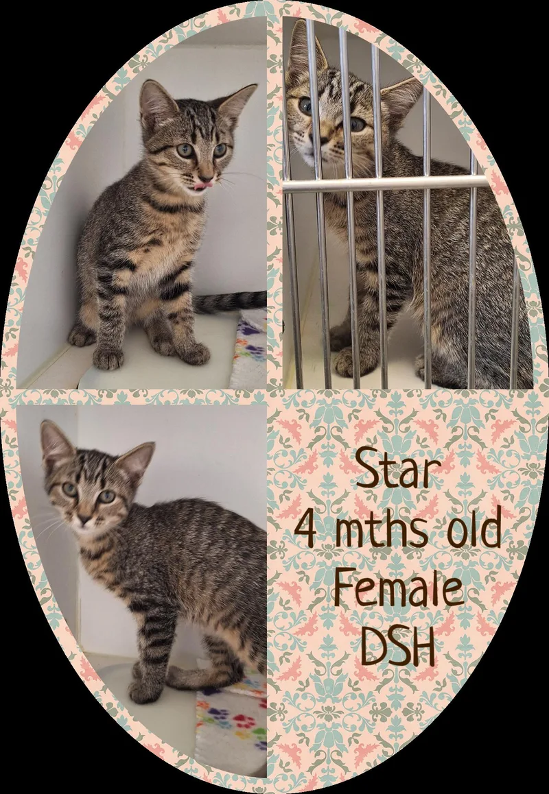 A baby medium-sized female Tabby (Gray / Blue / Silver) Tabby cat named Star for adoption in Stanton, KY