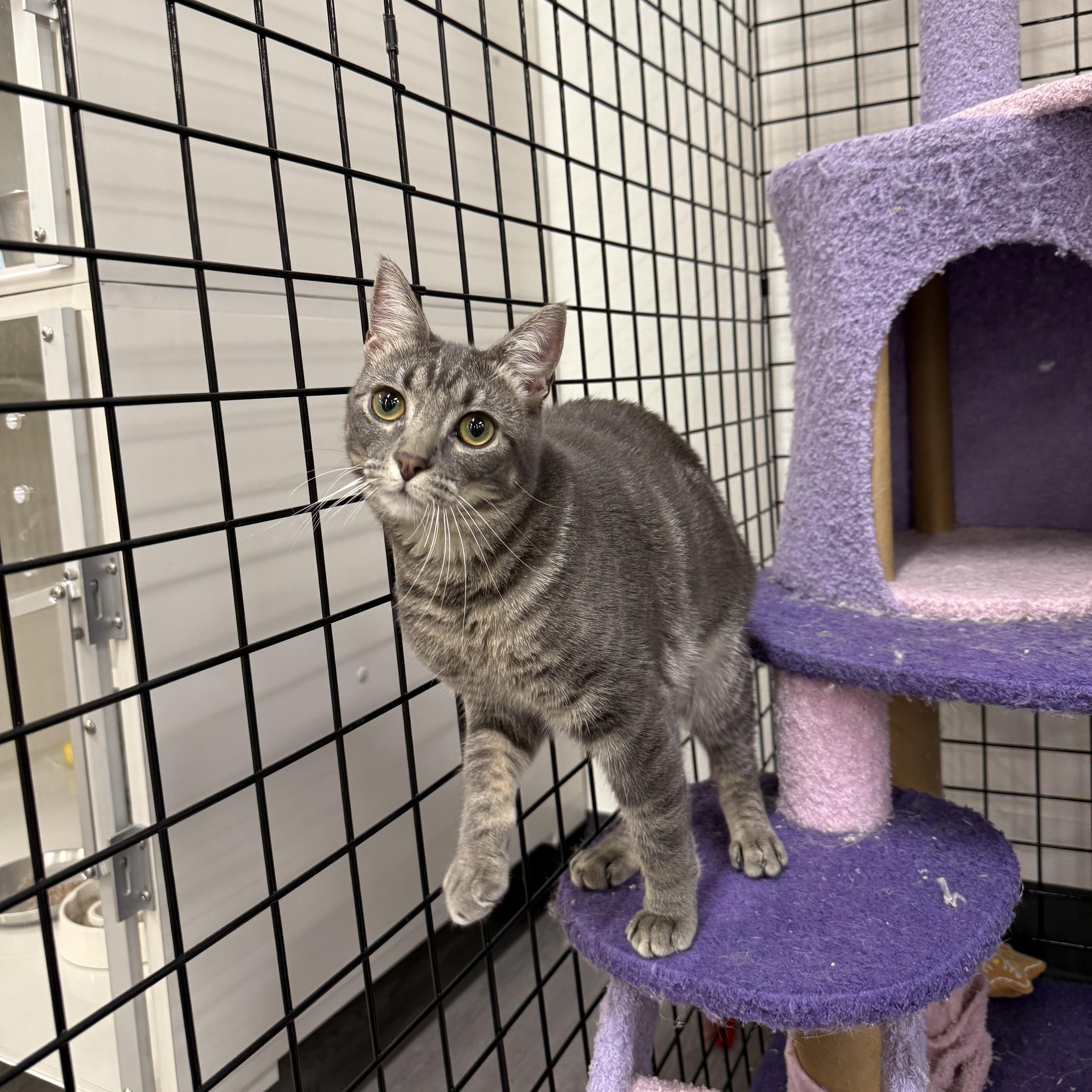 Toadette thumbnail 2