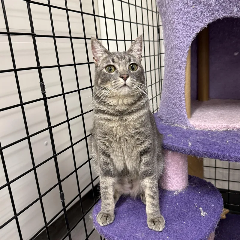 Toadette thumbnail 3