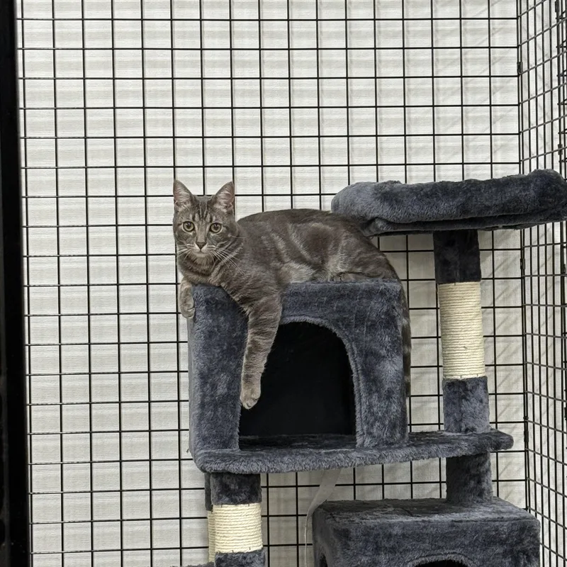 Toadette thumbnail 4