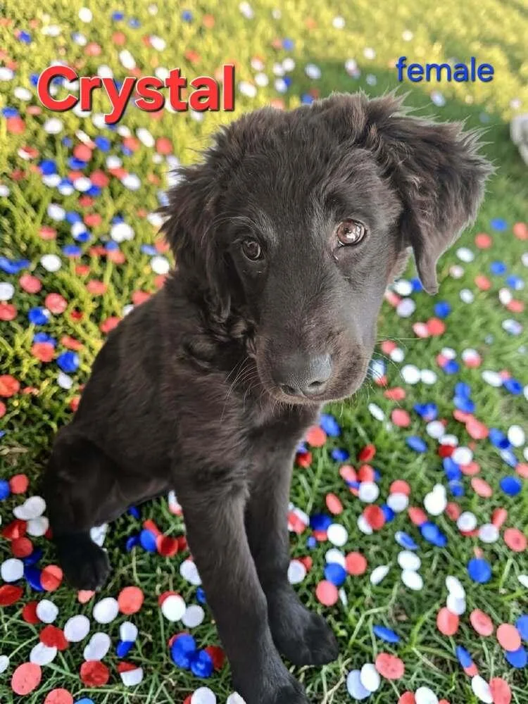 Crystal thumbnail 3