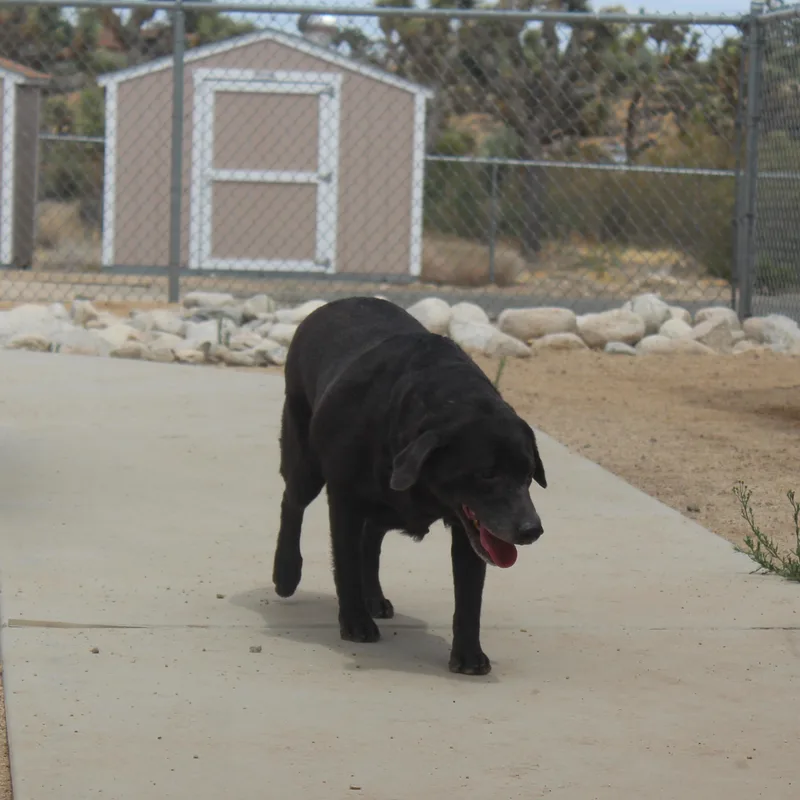 A senior large-sized female Black Labrador Retriever dog named Venus for adoption in Yucca Valley, CA