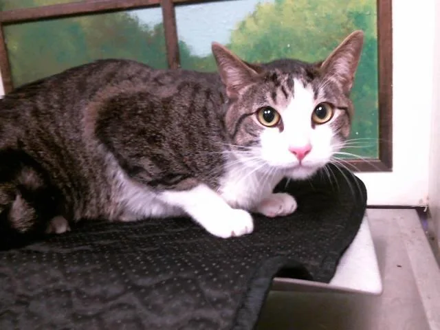 A young medium-sized male Domestic Short Hair cat named Raisin for adoption in Houston, TX