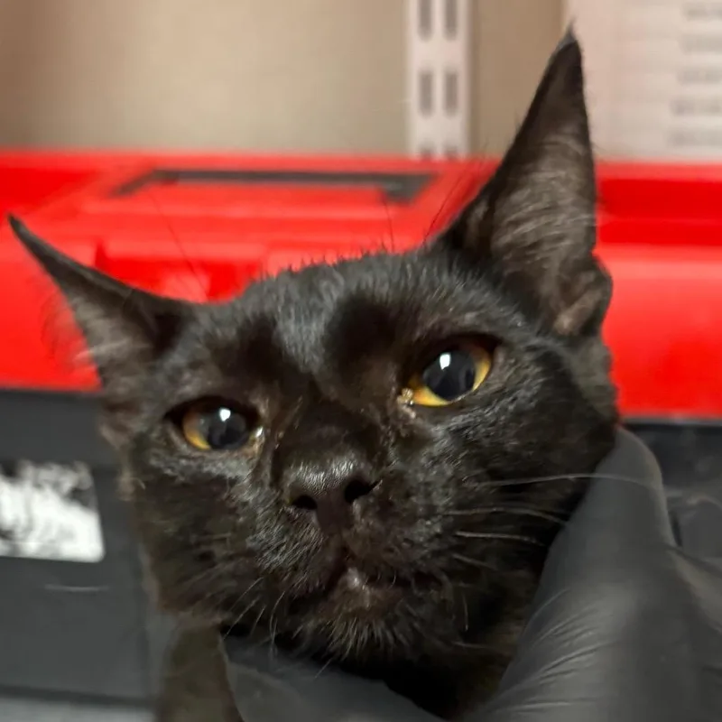 An adult small-sized male Black Domestic Short Hair cat named Fossil for adoption in Yuma, AZ