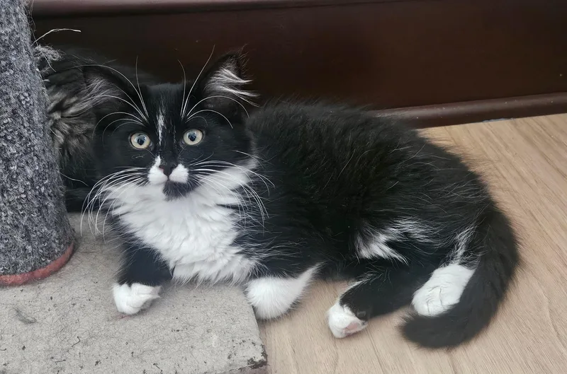 A baby medium-sized female Domestic Medium Hair cat named Ivy for adoption in Chicago, IL