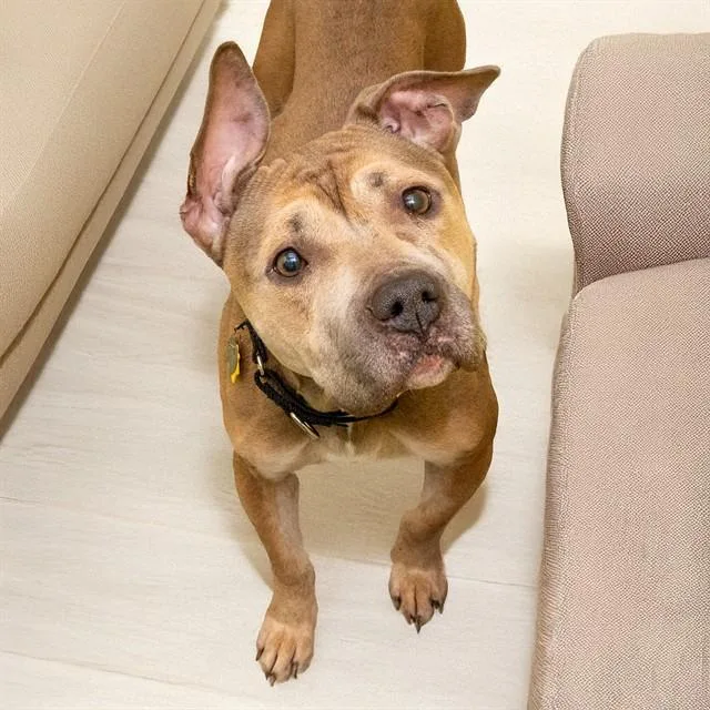 A young large-sized female Pit Bull Terrier dog named Indica for adoption in St. Louis, MO