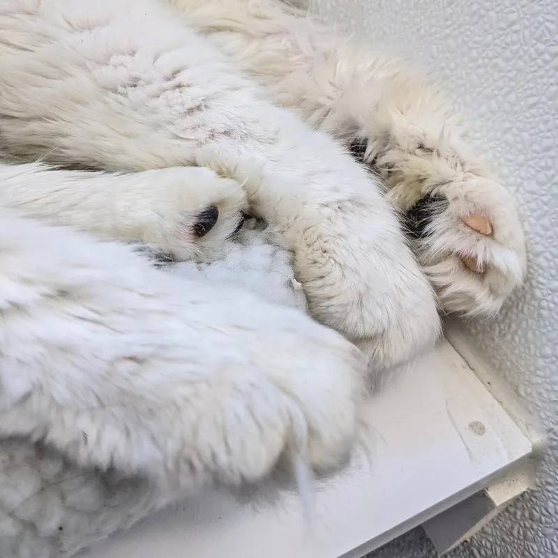 Roosevelt C thumbnail 5