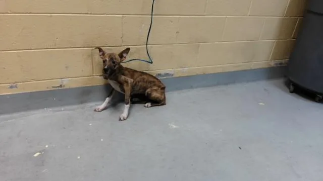 A young medium-sized male Pit Bull Terrier dog named Cookie Monster for adoption in Tulsa, OK