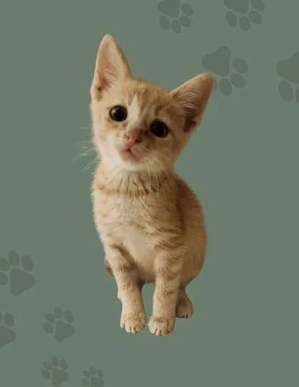 A young small-sized male Domestic Short Hair cat named Simba for adoption in Columbus, IN
