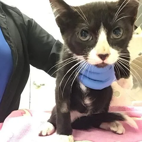 A young small-sized female Domestic Short Hair cat named Luna for adoption in Riverside, CA