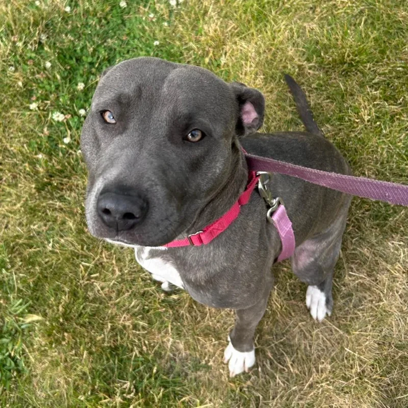 A young medium-sized female Gray / Blue / Silver Pit Bull Terrier dog named Amora for adoption in Champaign, IL