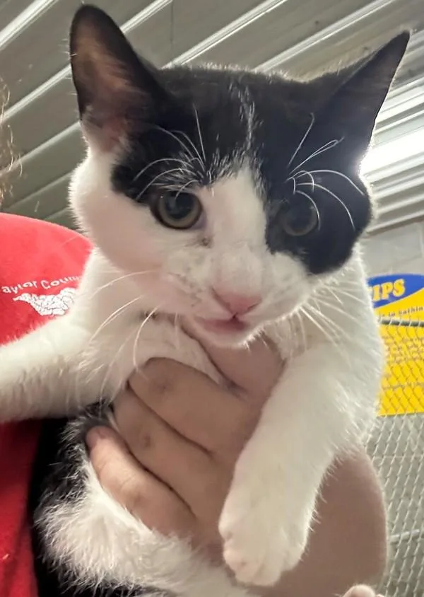 A young medium-sized male Domestic Short Hair cat named Bobby for adoption in Campbellsville, KY