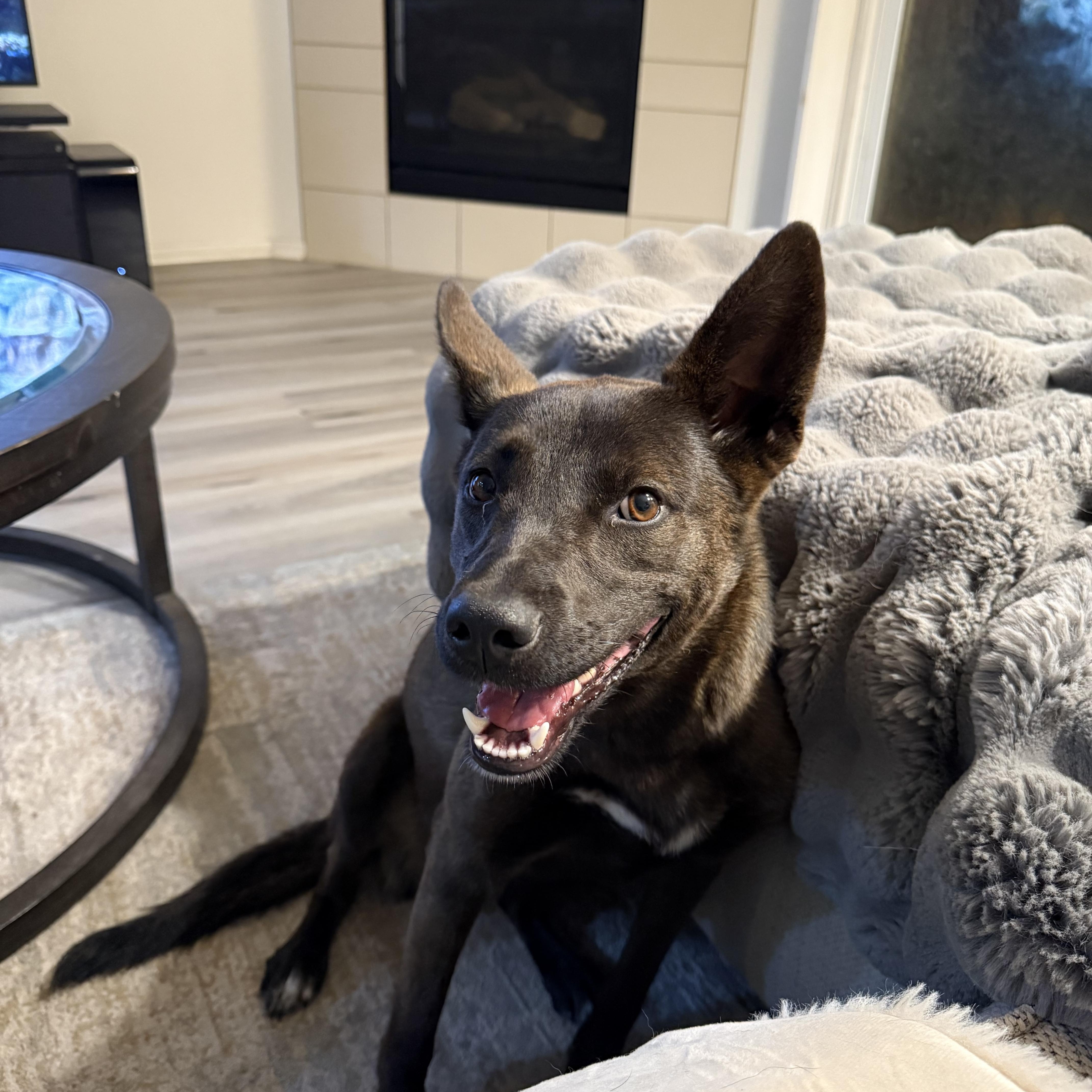A baby medium-sized female Belgian Shepherd / Malinois dog named Lady for adoption in oriskany, NY