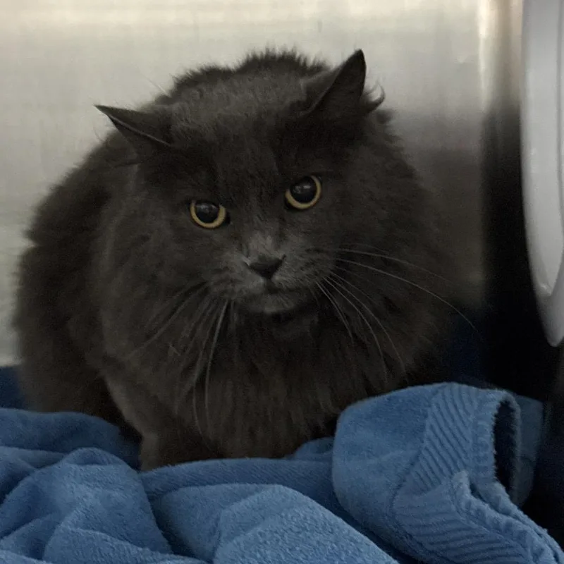 An adult medium-sized female Domestic Long Hair cat named Phoebe for adoption in Lakeland, FL