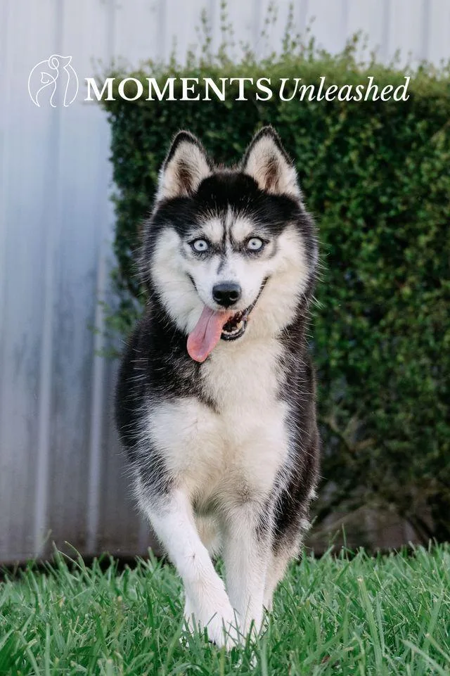 An adult small-sized female Black Pomsky dog named Rhythm for adoption in Myakka City, FL