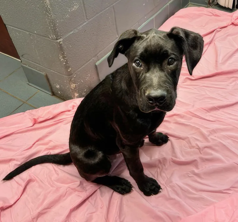 A young medium-sized male Black Mixed Breed dog named Lorenzo for adoption in Nashville, TN