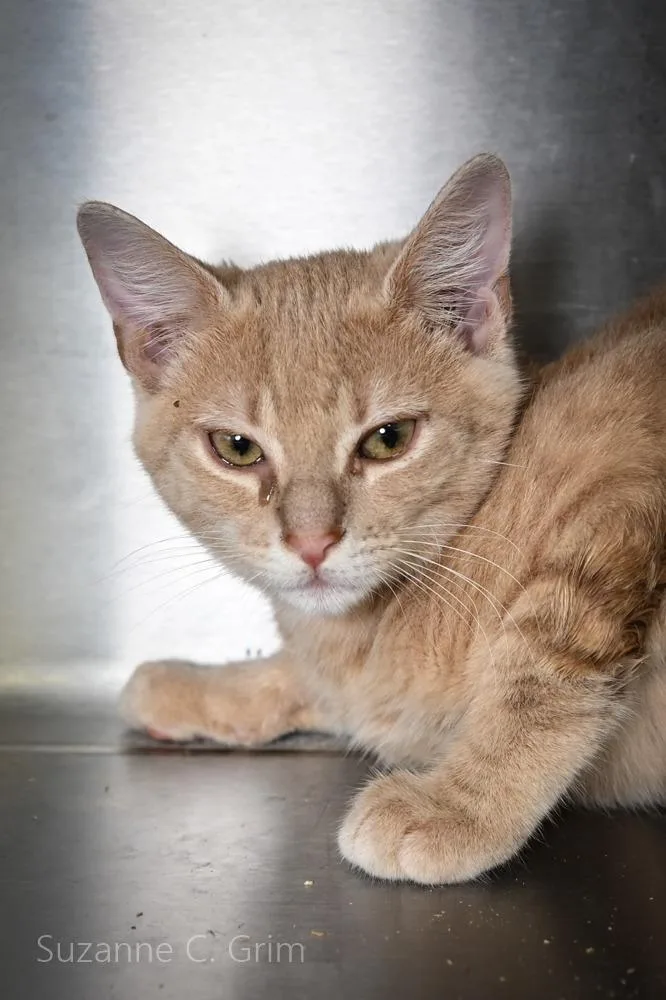 A baby medium-sized male Domestic Short Hair cat named Drake for adoption in New Orleans, LA