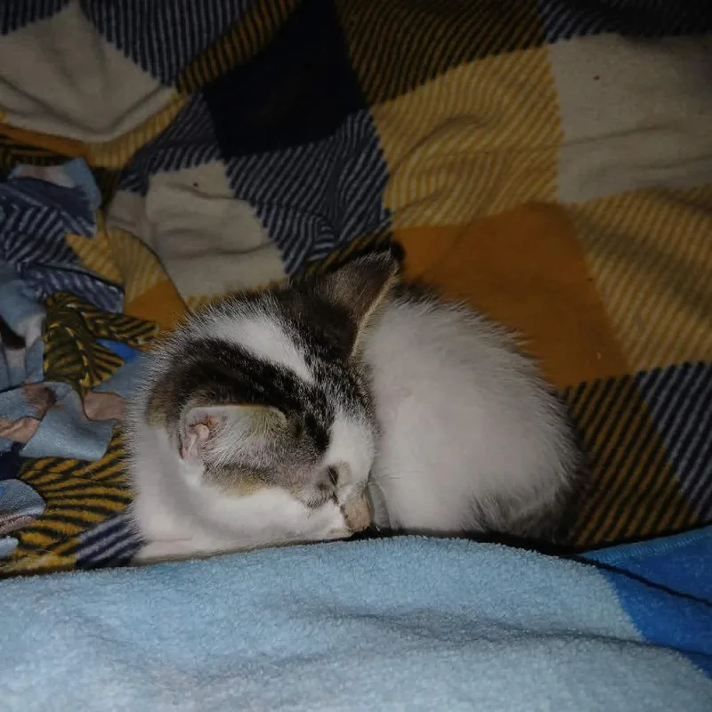 A baby small-sized female Brown / Chocolate Domestic Short Hair cat named Turnip for adoption in Buffalo, MN