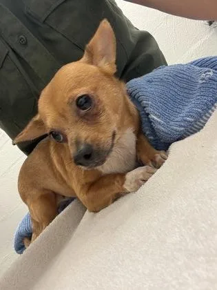 An adult small-sized female Chihuahua dog named Peaches for adoption in Seattle, WA