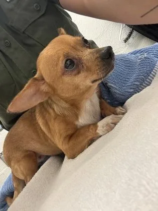 Peaches thumbnail 2