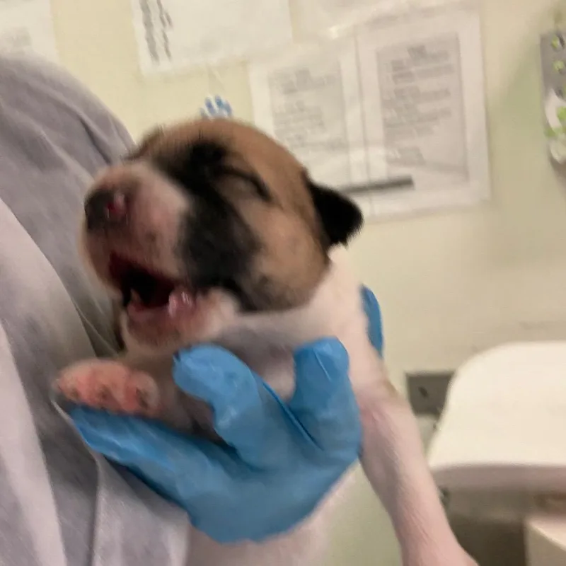 A baby small-sized male Brown / Chocolate Mixed Breed dog named Andre for adoption in Charleston, WV