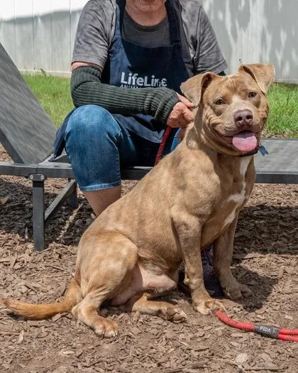 An adult medium-sized male Mixed Breed dog named Vernesto for adoption in Chamblee, GA