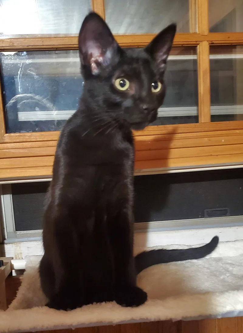 A baby medium-sized male Black Domestic Short Hair cat named Dembélé for adoption in Stockholm, WI