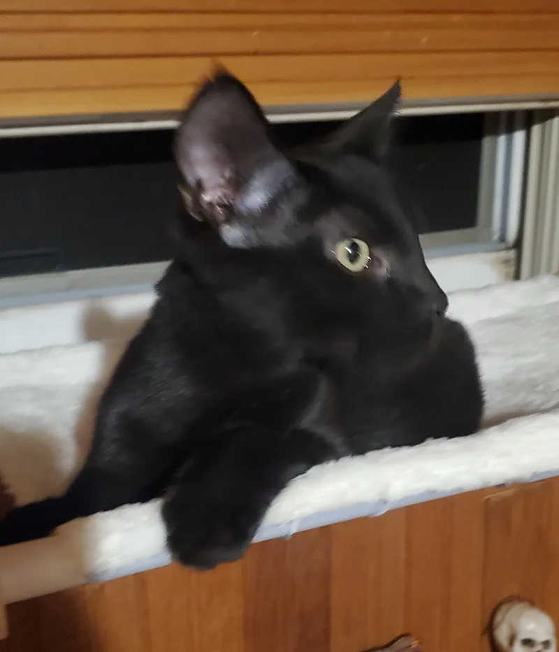 Dembélé thumbnail 6