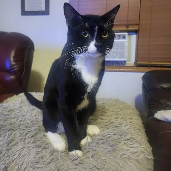 A young medium-sized male Domestic Short Hair cat named Merlin for adoption in Des Moines, IA
