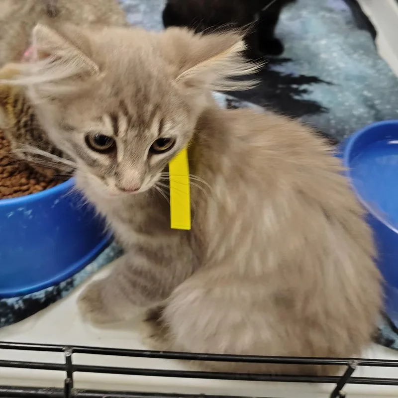 A baby small-sized female Gray / Blue / Silver Domestic Long Hair cat named Amy for adoption in Coos Bay, OR