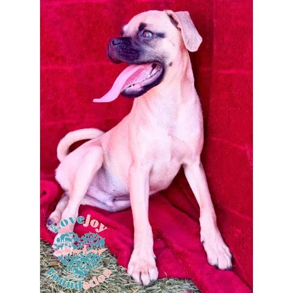 A baby small-sized male Yellow / Tan / Blond / Fawn Chug dog named Happy for adoption in Inglewood, CA