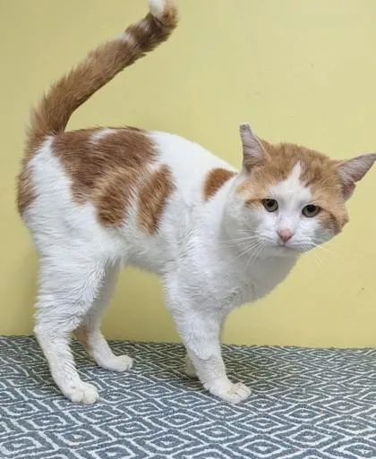 An adult large-sized male Orange & White Domestic Short Hair cat named Marmalade for adoption in Jackson, GA